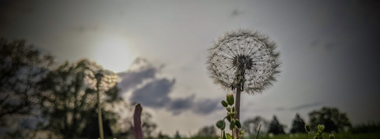 A grey sky, backlit by the sun illuminates, in the foreground, a seed-covered dandelion, as well as a stalk left by a dandelion whose seeds have been blown away. In the background, trees and clouds.