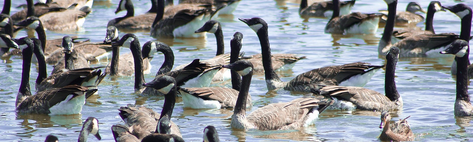 A fine selection of the finest Canadian Geese hanging out on the water. Source: pixabay, Benjcoll