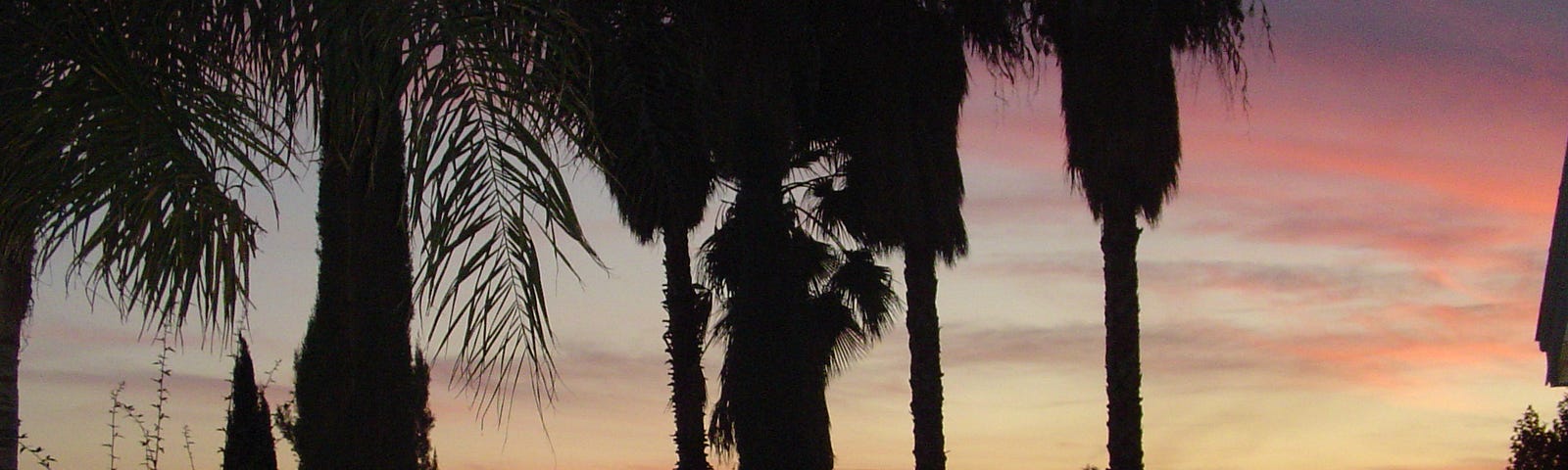 Palm trees in shadow with sunset behind