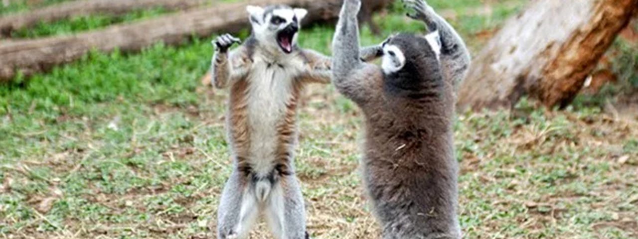 photo of two lemurs fighting