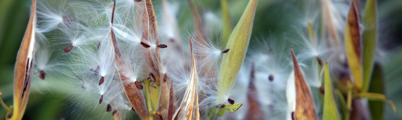 Open milkweed pods with fluff