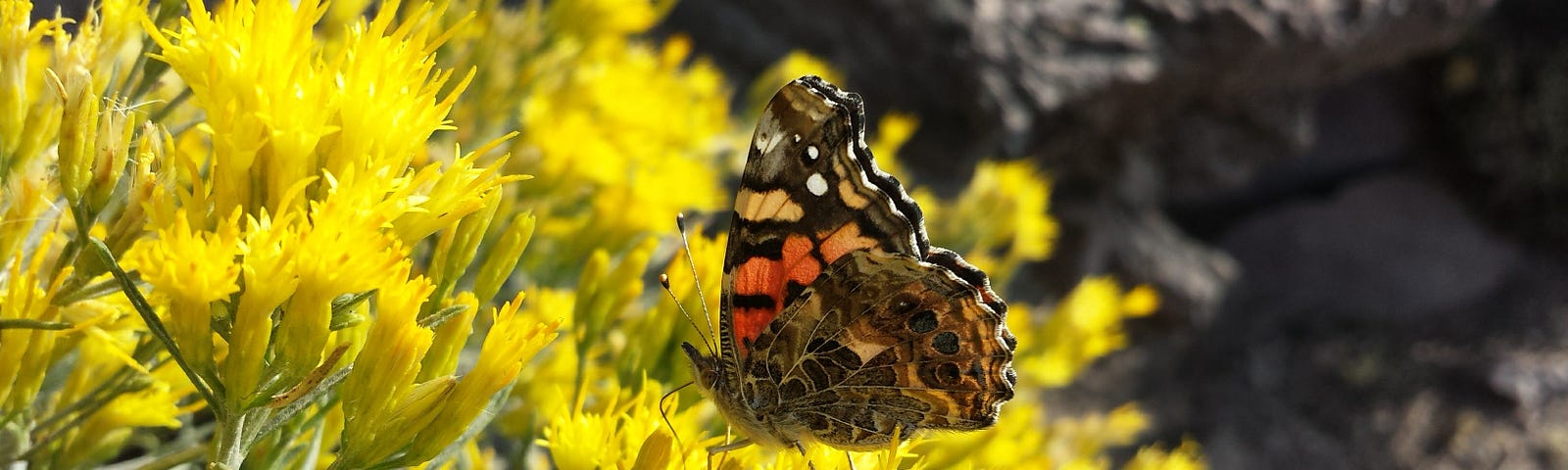 orange, tan and black butterfly on yellow bush