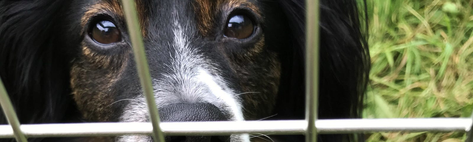 Jack dog behind bars