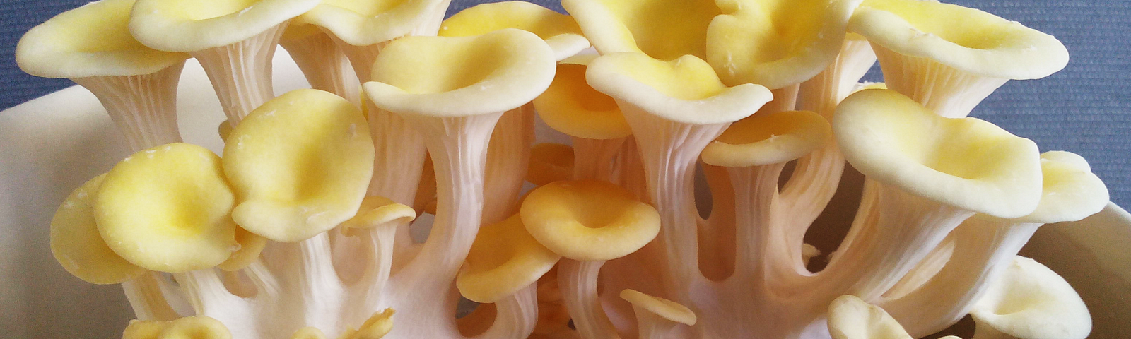 An image of fully-grown Lemon Oyster Mushrooms, they grow in a cluster and have white stems and yellow caps.