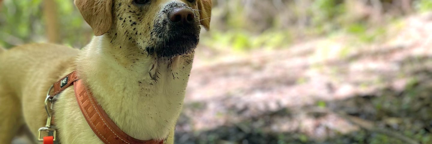 A tawny gold mutt walking through a mud puddle, with a muddy snout/face.