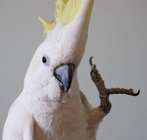 Picture of Snowball the Parrot