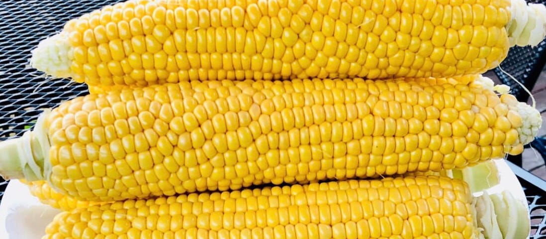 A freshly cooked stack of golden corn on the cob sitting on a white plate.