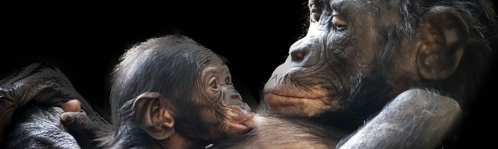 Chimpanzee mother holding her baby agains her chest with a black background.