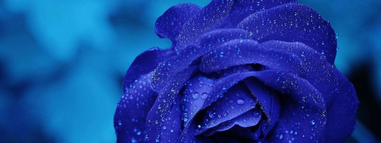 Blue rose in blue setting