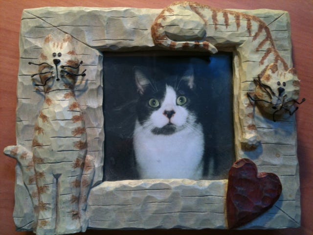 Author’s photo of Willie Cat, a black and white cat whose photo is in a picture frame
