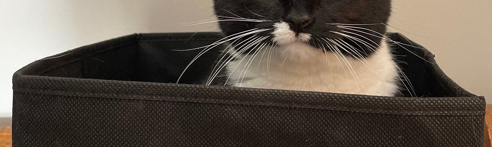 Black and white cat in a cube box