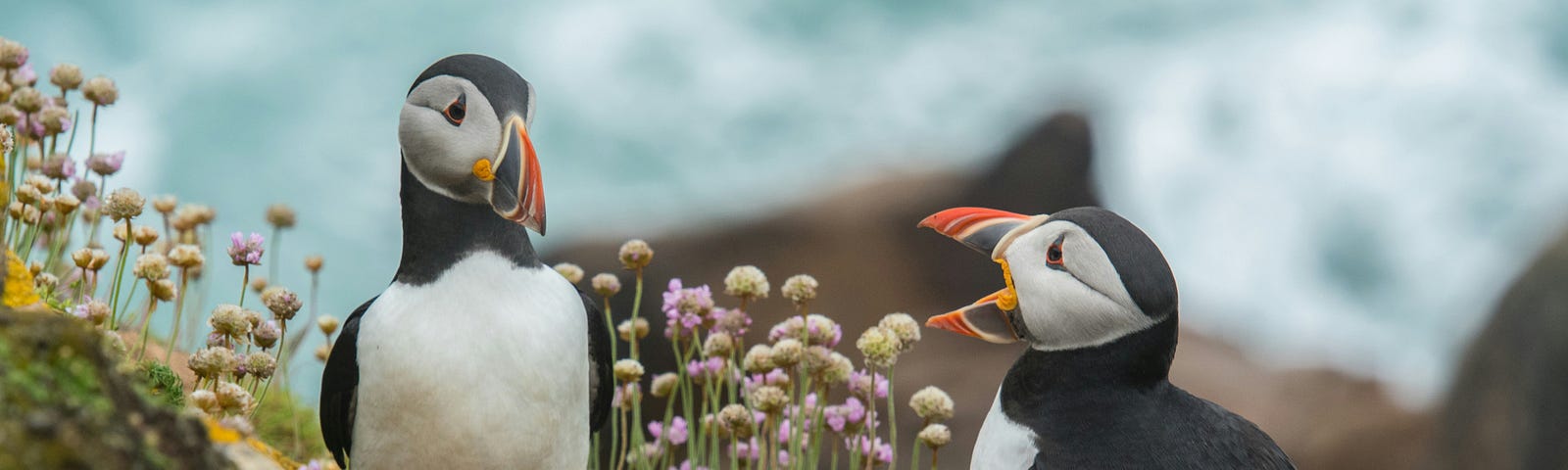 Two puffins standing in flowers, looking like one is talking to the other.