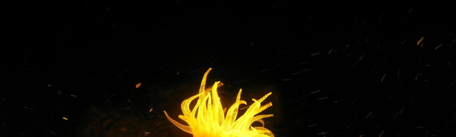 A coral polyp photographed at night