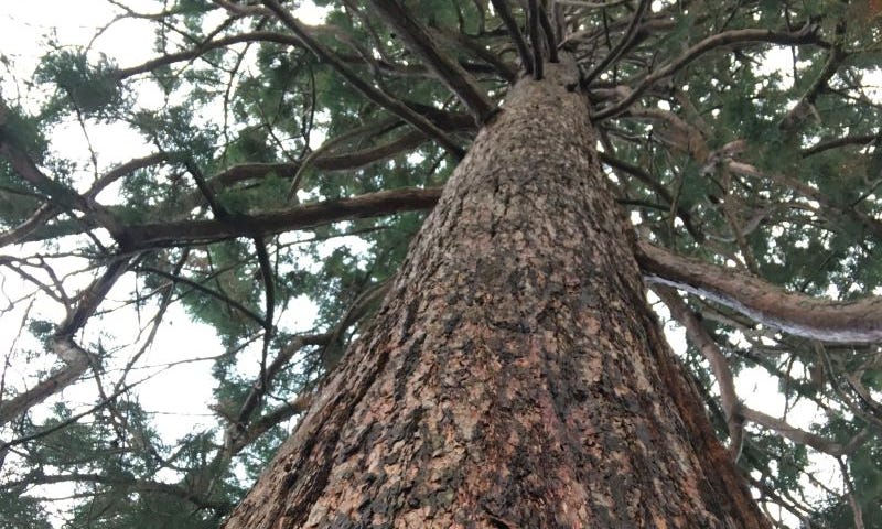 Large close up view of flaky brown bark of the Giant Sequoia and looking up through the tree canopy