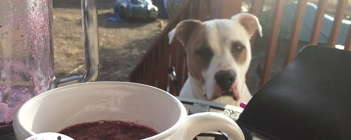 Dog looking towards camera behind a cup of coffee and a small stack of garden journals.