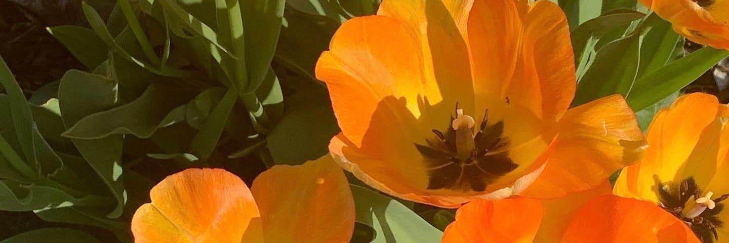 Closeup of orange tulips in bloom