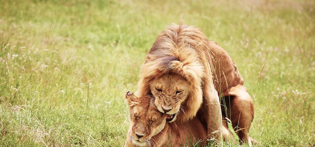 Lion mating with lioness in the grass