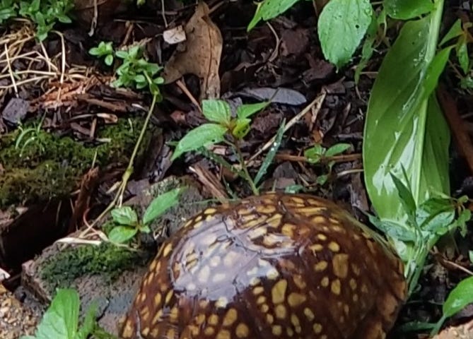 Box turtle in greenery by stone porch and walkway.