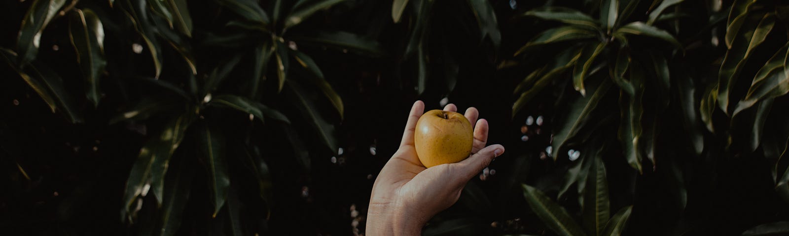 Hand holding a yellow apple, leafy background