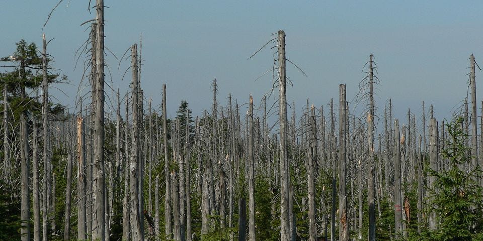 IMAGE: A forest in central Europe strongly affected by acid rain in the ’90s