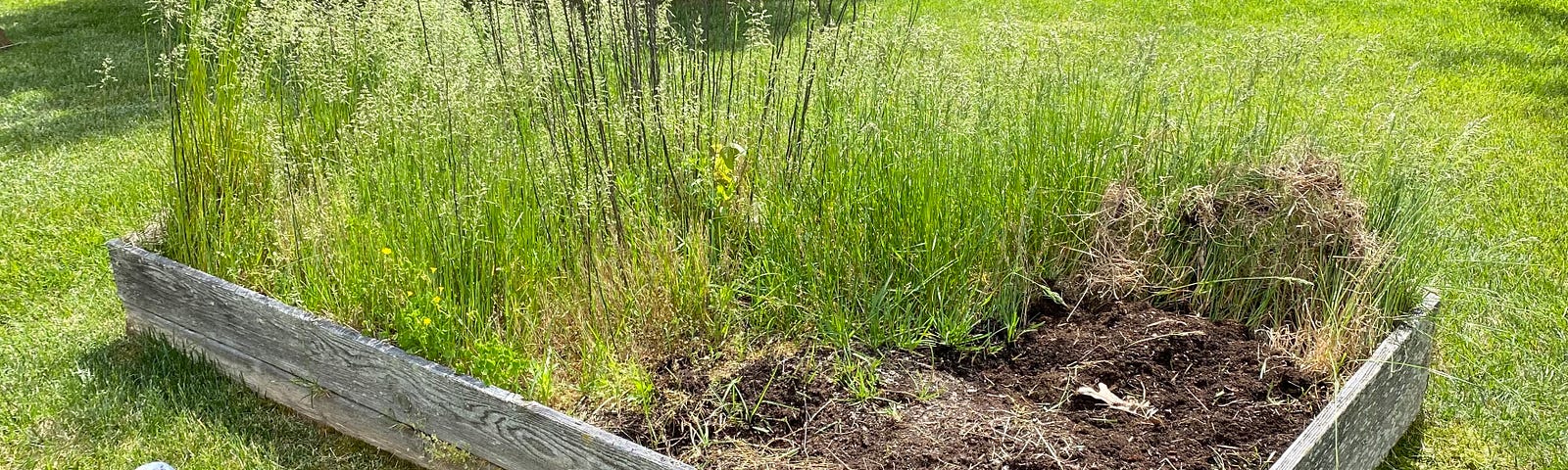 Author’s garden bed full of weeds