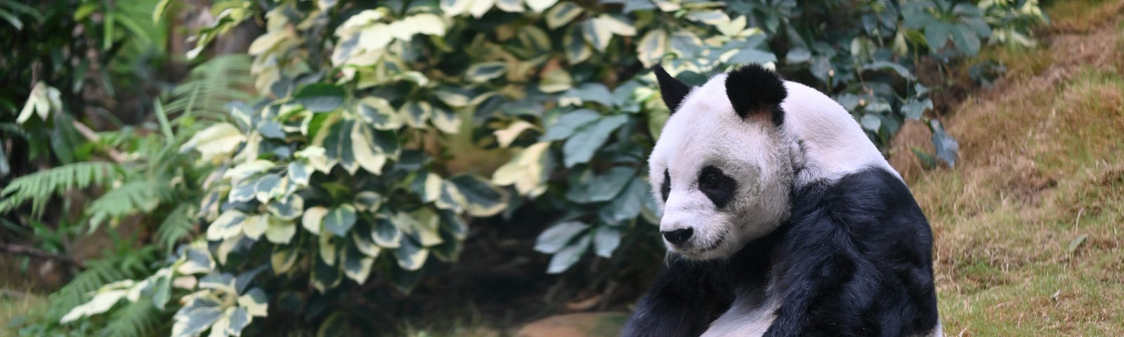 https://www.pexels.com/photo/a-panda-sitting-on-the-grass-9272402/