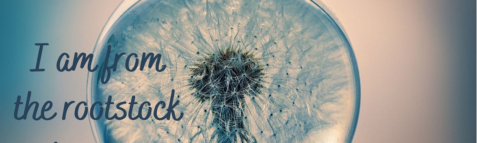 A dandelion head inside a glass sphere with the words, ‘I am from the rootstock of respect’, overlaid.