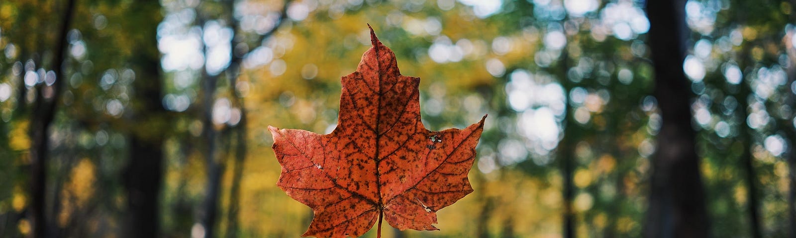 A person holding a maple leaf