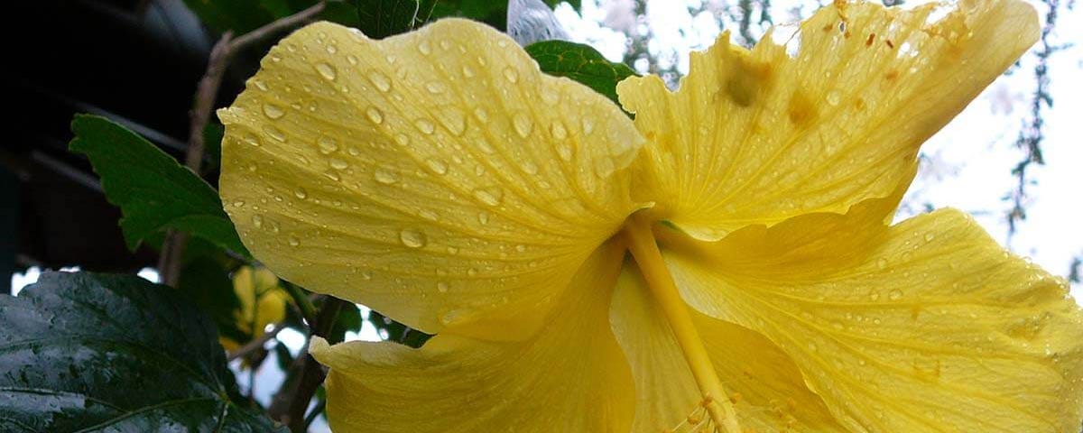 Yellow hibiscus native to Hawai’i.