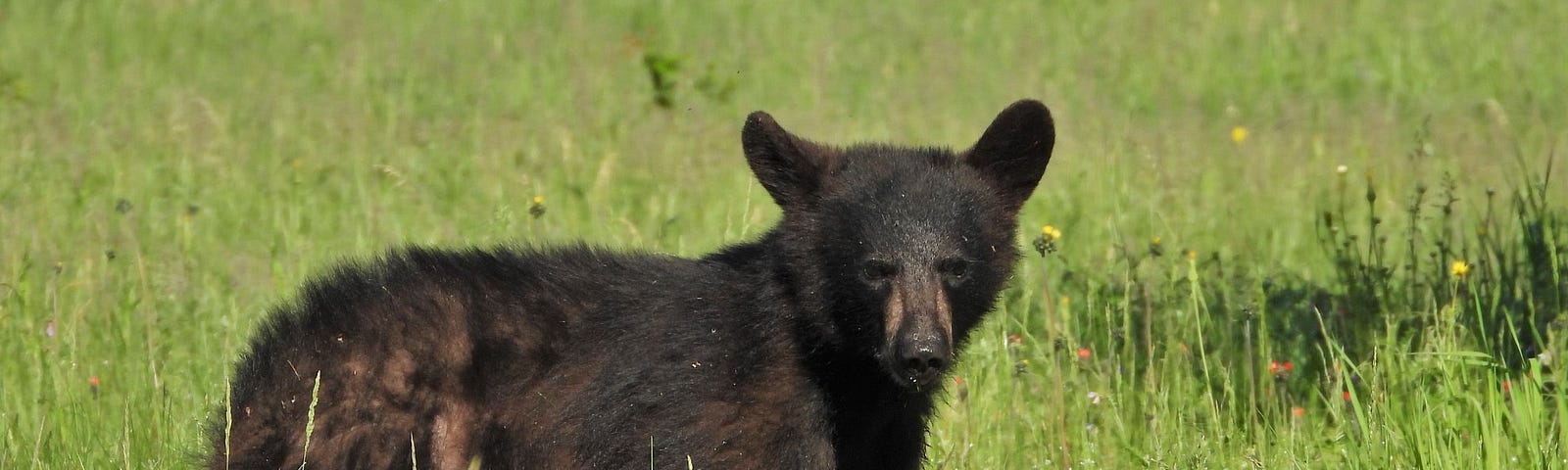A young bear stands in a meadow at Moosehorn National Wildlife Refuge. Keith Ramos/USFWS