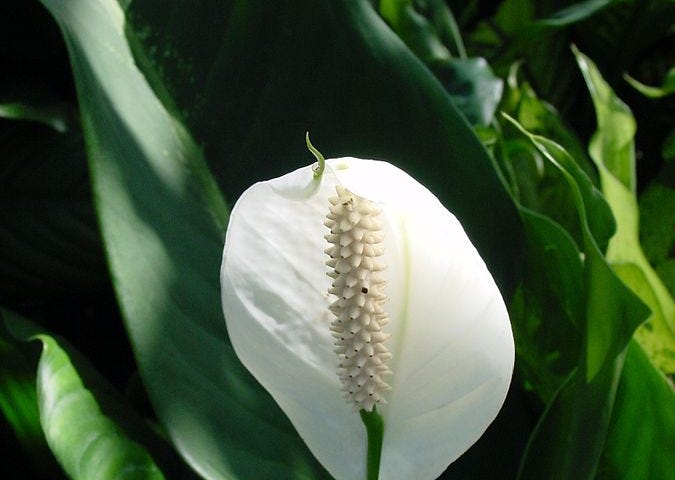 an image of the white flower on a peace lilly plant