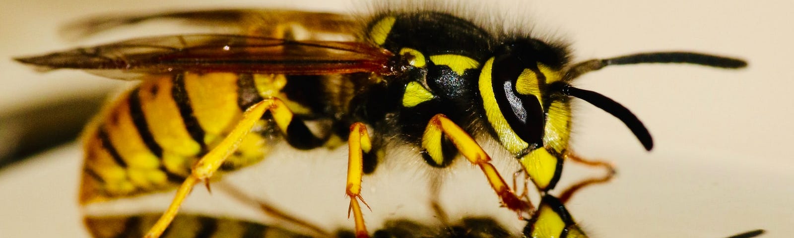 Yellow-jacket wasp standing on a reflective surface.