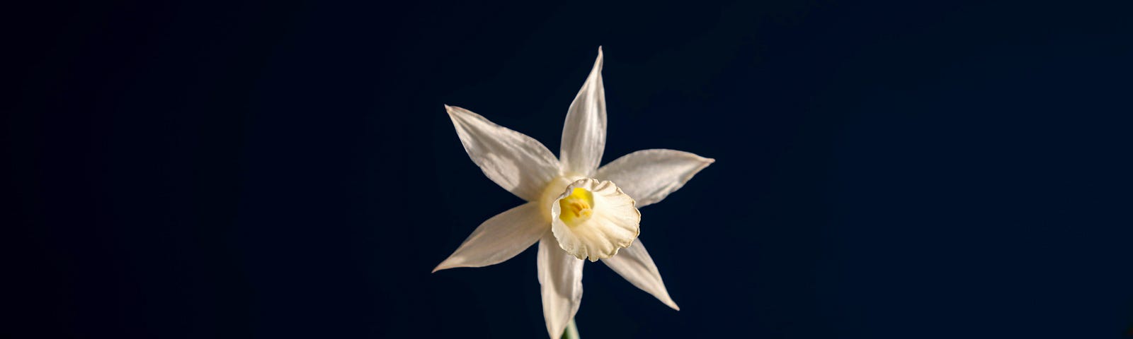 A simple image of a white flower on a black background