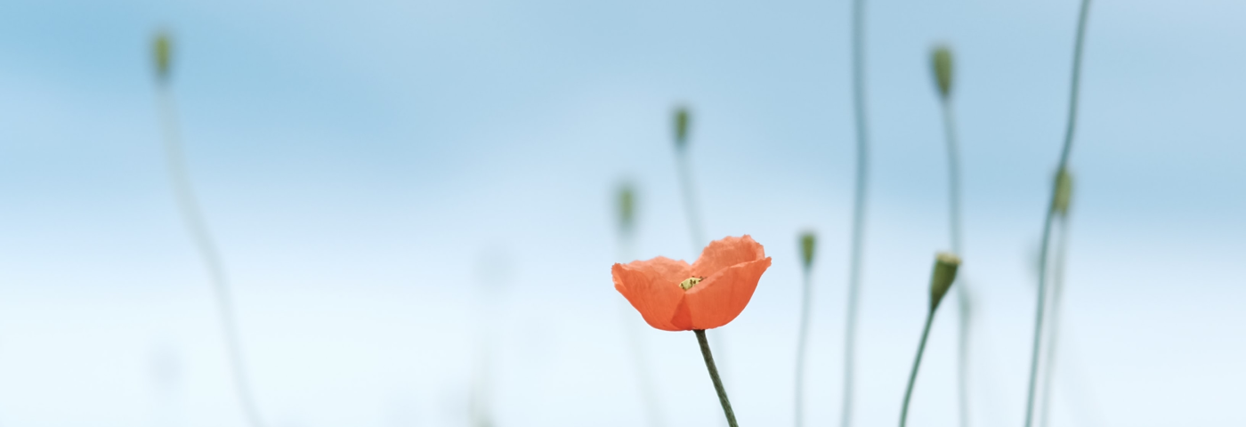 a close-up of a poppy with some other poppies without flowers in the background
