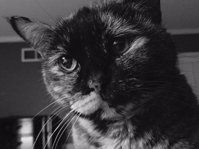 Writer’s black and white photo of Mali-cat