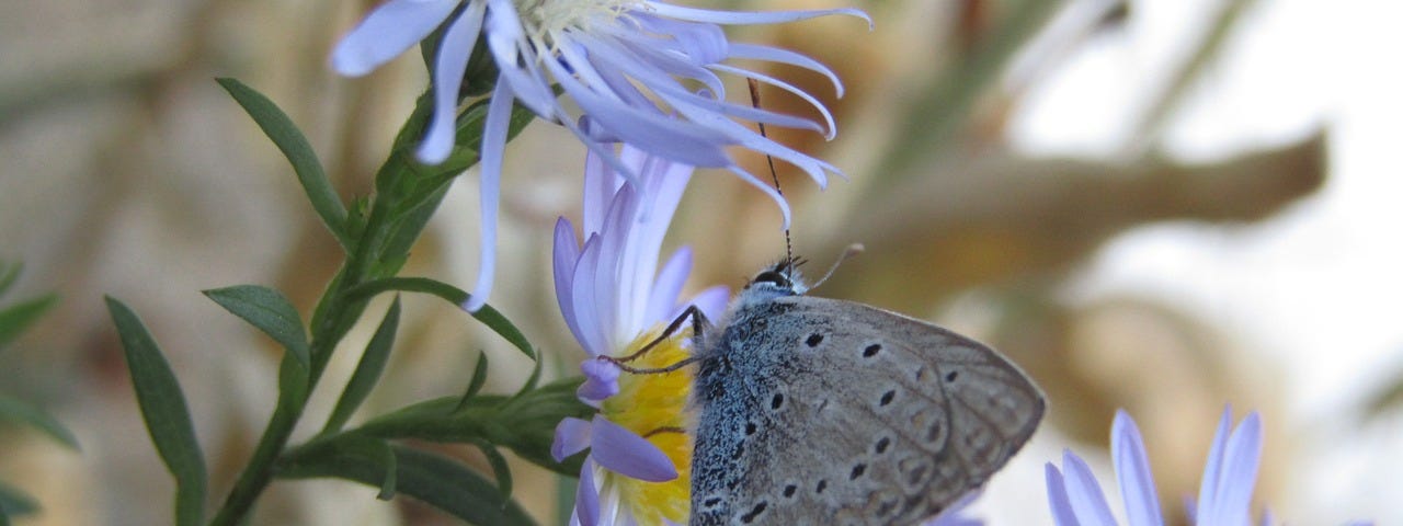 A soft blue flower with a butterfly