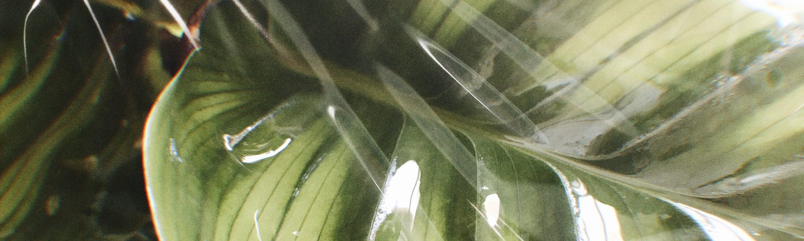 Large leaf of a green plant, with a transparent plastic wrap over it.