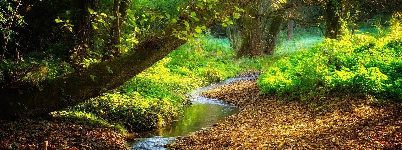 Small stream flowing through a hardwood forrest