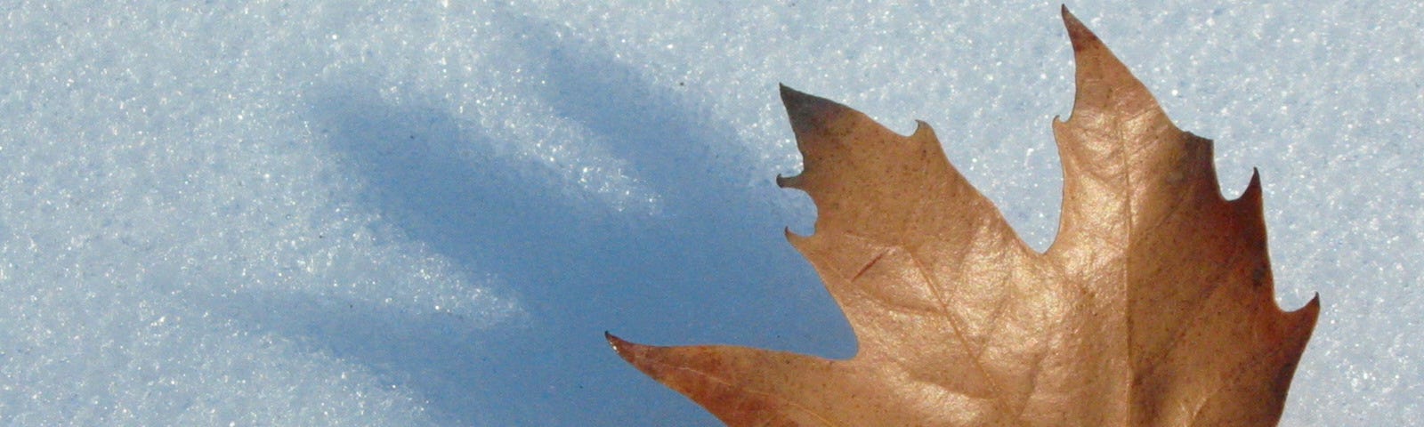 “Leaf in the snow” by quit on Freeimages Used under Freeimages Content License Agreement