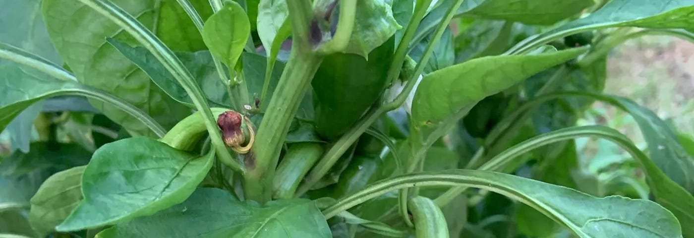 Photo by Author — Green Pepper Plant Growing on the Plant