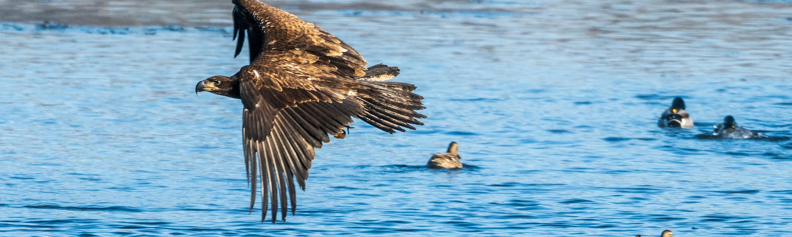 Immature Bald Eagle with a fish in its talons.