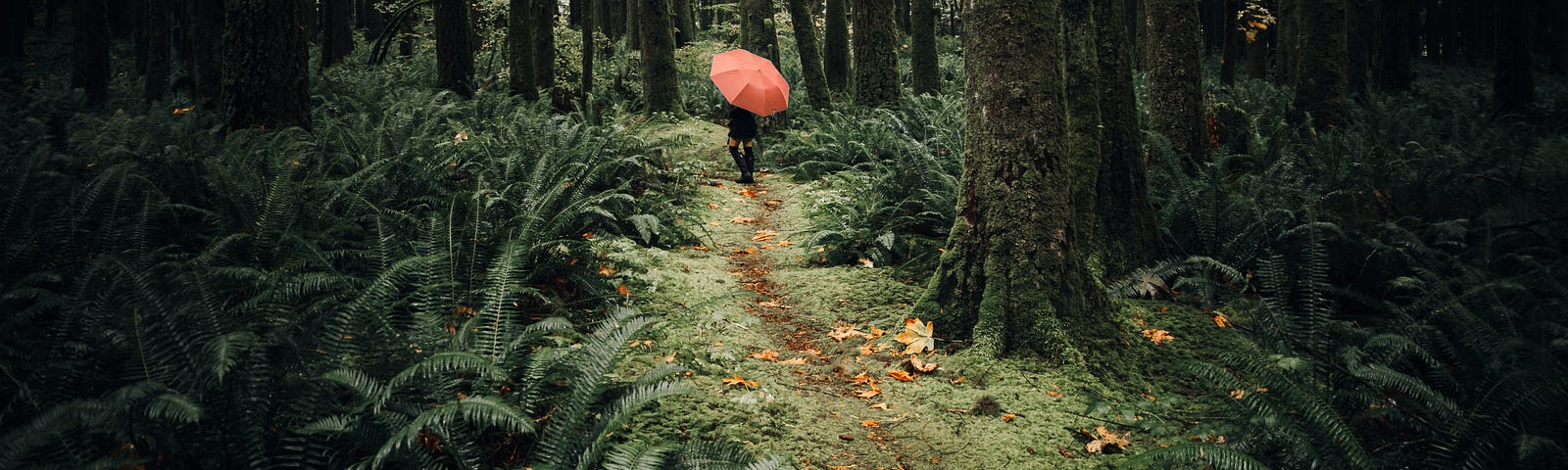 Person holding red umbrella walking on path in the woods