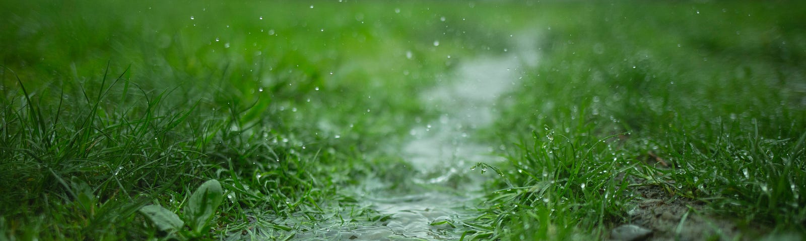 A watery stream through a patch of grasses.