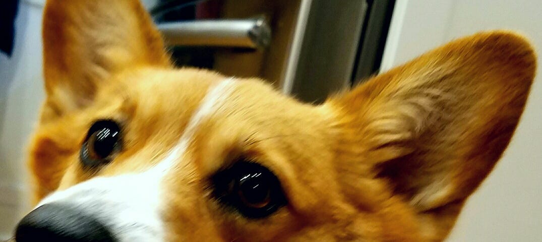 Close up picture of a corgi dog smiling