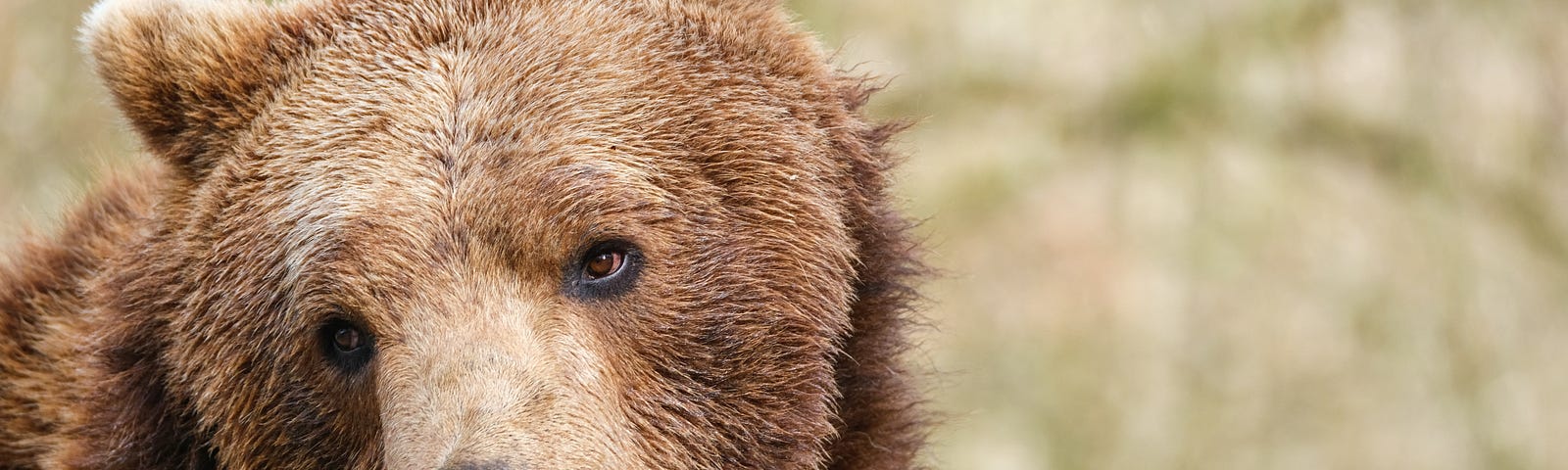 The Head of a large brown bear