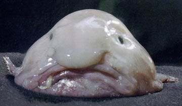 blobfish, Barbara Cook blog