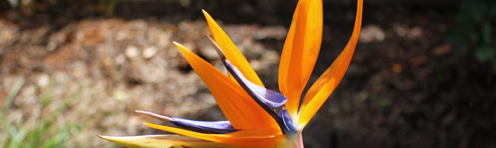 A close-up of a Bird of Paradise flower that resembles a long-beaked bird’s head with bright orange & blue petals for a crest