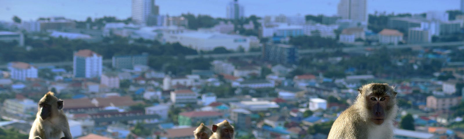 Several beige and white monkeys sit on a dirt hill overlooking a city and the sea beyond.