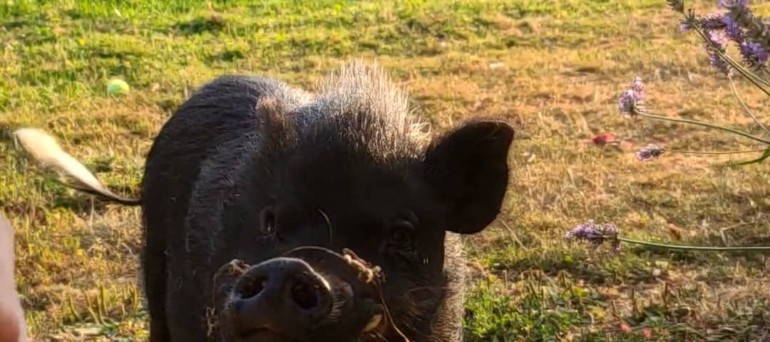 Black pig with white feet, but now much larger