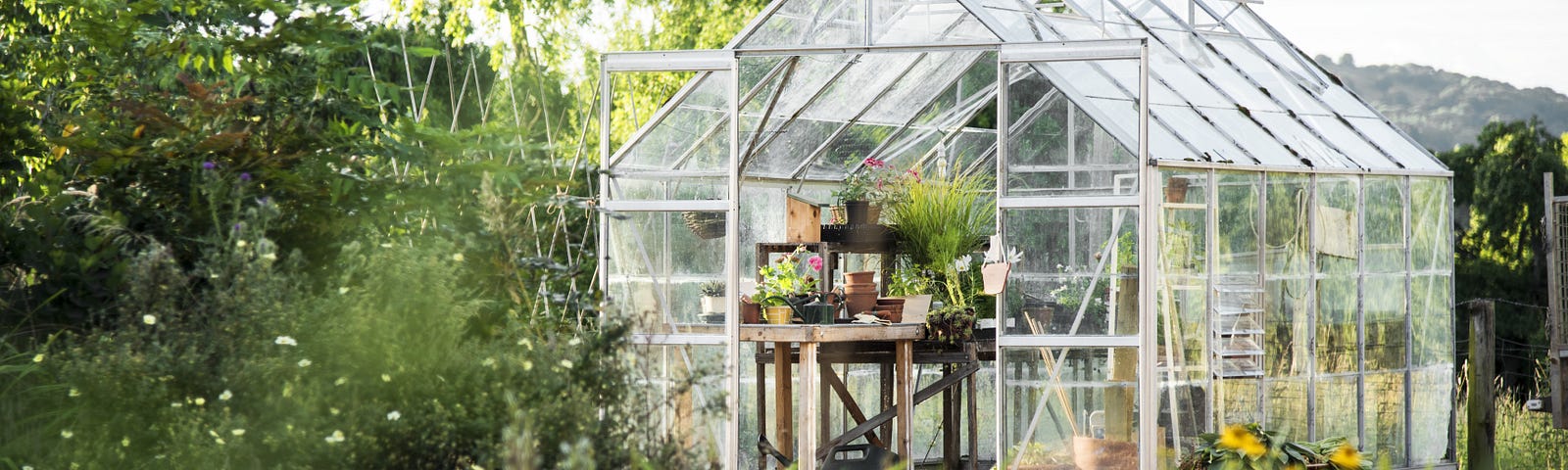 A small greenhouse sitting in a sunny forest with the door open and several plants inside.